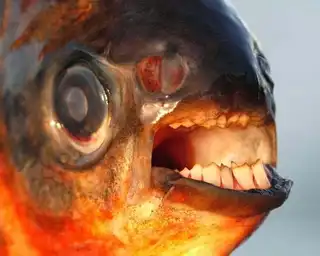 The Pacu, a fish with human teeth