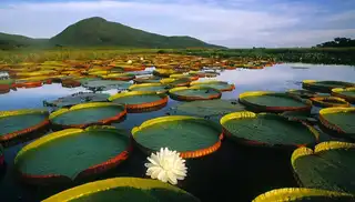 The Pantanal in Brazil: the largest marsh in the world