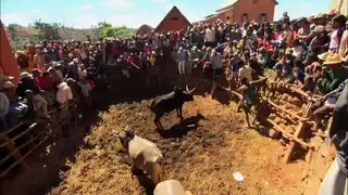 The Savika, the tauromachie in Malgache