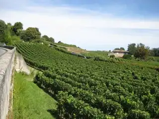 Guided tour and tasting at the vineyard of Saint-Emilion