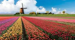 Visit Keukenhof from Amsterdam: tickets, prices, times