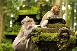 Visit the Monkey Forest in Bali: Bookings & Rates