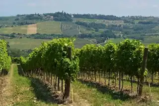 Wine Route in Tuscany: 6 ideas of itineraries to enjoy