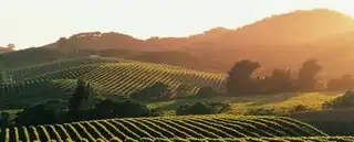 Visit the Napa Valley and Sonoma Valley in one day