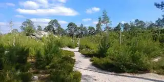 The 8 most beautiful hikes to do in the Forest of Fontainebleau