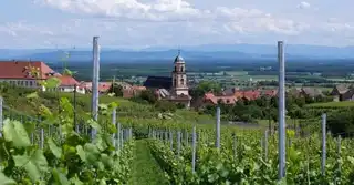 Visit the Alsacian wine route and vineyards since Strasbourg