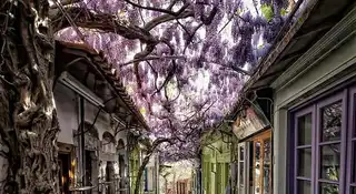 23 of the most beautiful shaded streets