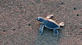 Where to see sea turtles in Guatemala?