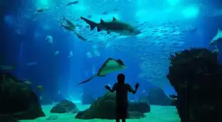 Visit the Lisbon Oceanarium, the capital’s aquarium