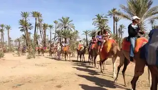 Dromedary tour around Marrakech