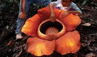 8 fascinating plants that grow around the world