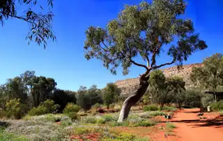 Which area is Alice Springs?