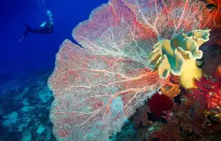 39 beautiful pictures of coral reefs in danger worldwide