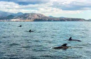 whale watching cruise in Tenerife