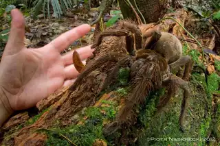 Goliath: The biggest spider in the world bears his name