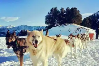 Walking in a sled dog in Andorra