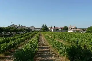 The 8 most beautiful vineyards of Occitania