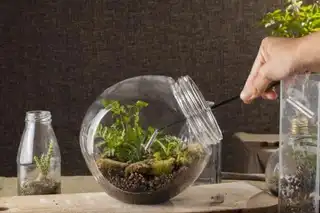 6 workshops to create a terrarium in Lyon