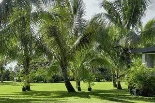 The 8 most beautiful gardens to visit in La Réunion