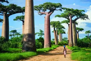 15 unusual forests that seem to come from another planet