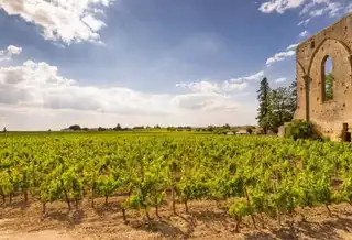 Visit the vineyards of Saint-Émilion • Wanderlix