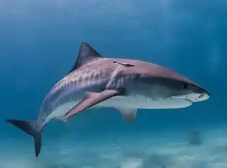 How many sharks are killed every second?