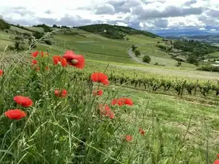 The 6 most beautiful hikes to do in Beaujolais