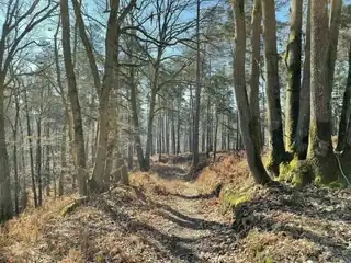 The 6 most beautiful hikes to do in the Rambouillet Forest