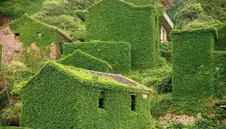 A village of Chinese fishermen abandoned and swallowed by nature