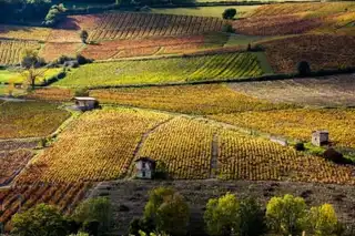 The 16 best regions of France to taste wine