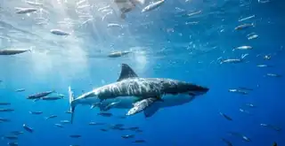 Cage dive with the Great White shark in Cape Town