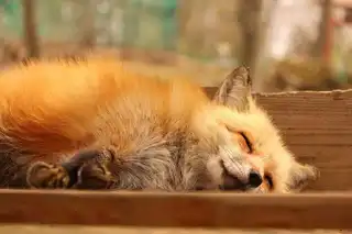 In Japan, a village is populated with foxes that are crooked