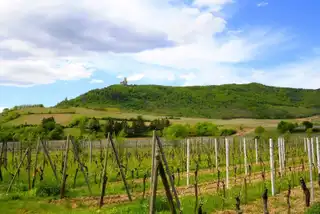 In which city house to make the Alsace wine route?