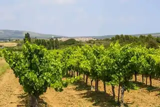 Where to make a wine tasting around Montpellier?