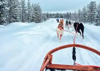 12 places to do sled dog in the Jura