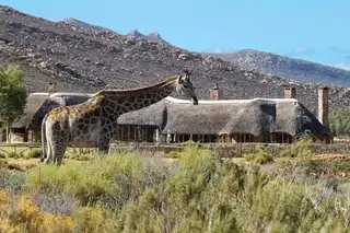 Safari in the reserve Aquila Private Game from Cape Town