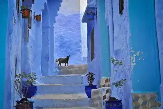 The blue paradise of Chefchaouen medina in Morocco