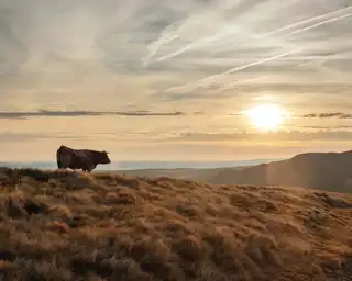 The 9 essential things to do in the Aubrac Regional Natural Park