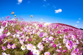 Hitachi Seaside Park in Japan