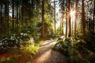 The 10 most beautiful forests in Europe