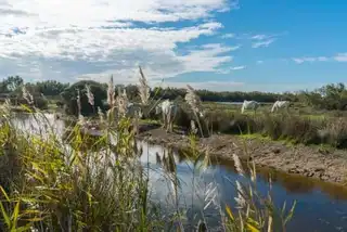 The 6 most beautiful hikes to do in Camargue