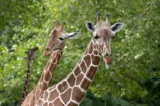 The 15 most iconic animals to see in Beauval Zoo