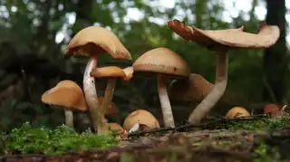 uMap: find the best mushroom picking corners