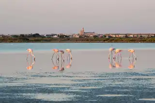 Visit the Camargue: the best activities & excursions