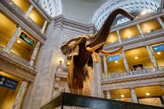 Visit the National Museum of Natural History in Washington: tickets, prices, schedules