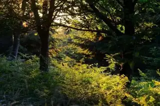 Visit the Regional Natural Park of the Ardennes: full guide