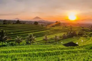 Visit the rice fields of Bali: tickets, prices, schedules