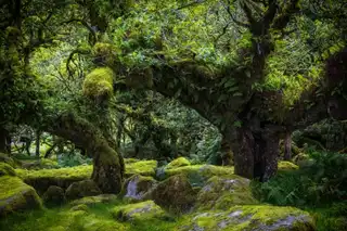 Wistman’s Wood: the secret forest outside the UK!