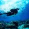 The 8 best diving and snorkeling spots in Mayotte