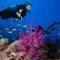 The 8 best diving and snorkeling spots in Ajaccio